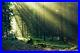 FLEECE PHOTO WALLPAPER self-adhesive WALLPAPERS XXL forest nature 365