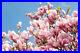 VINYL Photo Wallpaper XXL WALLPAPER Flowering Magnolia Flowers 997