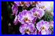 VINYL photo wallpaper XXL WALLPAPER beautiful orchids 846