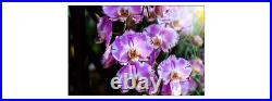 VINYL photo wallpaper XXL WALLPAPER beautiful orchids 846